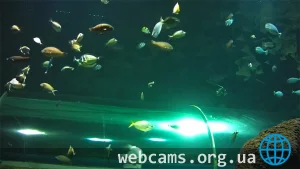 Underwater webcam of Ailand Oceanarium: tunnel