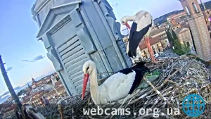 Webcam at the storks nest in the town of Alcala de Henares