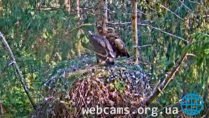 Webcam at the greater spotted eagle's nest