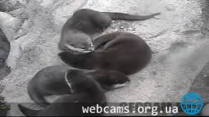 Азиатские выдры