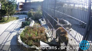 Webcam at the cage with bears
