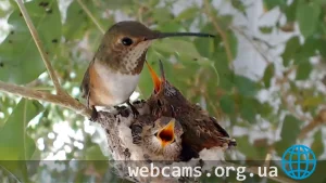 Bella Hummingbird's Live Webcam, La-Verne