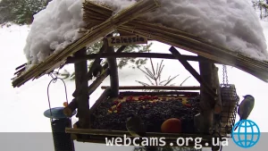 Webcam at the bird feeder in Bialowieza Forest
