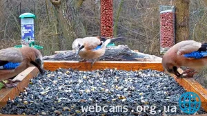 Webcam at the bird feeder in the Rose Valley, Bulgaria
