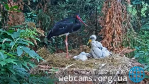 Webcam at the nest of black storks in the center «Makov»