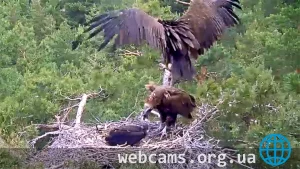Webcam at the nest of the Black vulture