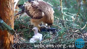 Webcam at the Booted eagle's nest, Sierra de Guadarrama Park