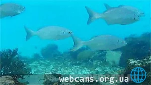 Cayman Islands Reef Webcam