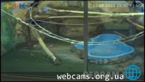 Семья восточных колобусов