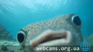 Bonaire coral nursery webcam