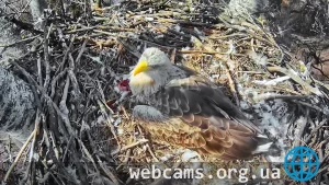 Webcam at the white-tailed eagle nest, Danube-Ipoly, Hungary