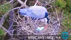 PTZ webcam at the nests of the gray heron colony, Biborteni, Romania