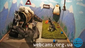 Husky online