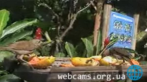 Веб-камера отеля Itamambuca Eco Resort