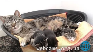 Livestream Kitten Dorm Cam