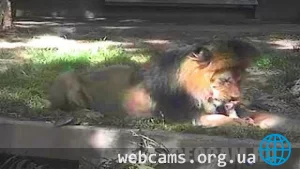 Веб-камера в вольере со львами