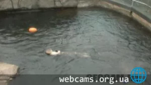 Live Sea Otter Cam