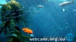 Подводная веб-камера в аквариуме Monterey Bay