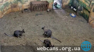 Novosibirsk Zoo Webcams