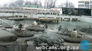 Веб-камера пингвинов в Аквариуме Бергена