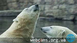 Polar Bear Cam