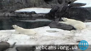 Веб-камера в вольере белых медведей