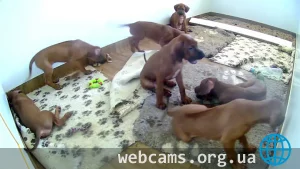 Rhodesian Ridgeback puppies online