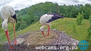 Webcam at storks' nest in Riga