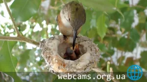 Rosie Hummingbird Nest Live Cam