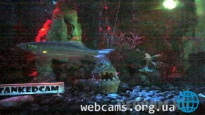 Веб-камера в аквариуме TankedCam
