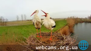 Webcam at the nest of storks in Wamel, Netherlands