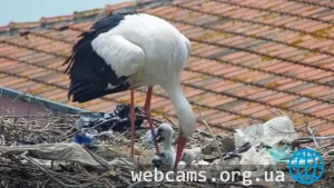 Webcam at the nest of white storks in the village of Eskikaraagac , Turkey